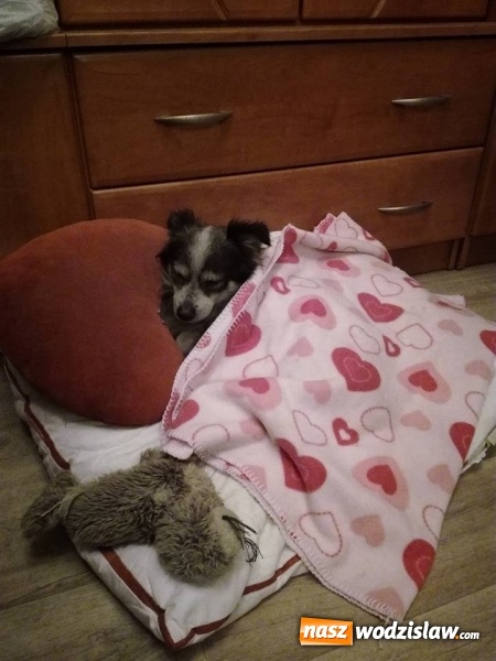 Zdjęcie w galerii na portalu naszwodzislaw.com: Historia tego kundelka bez wątpienia zasługuje na miano opowieści wigilijnej. Teraz potrzebuje naszej pomocy wiadomości z regionu