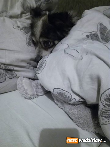 Zdjęcie w galerii na portalu naszwodzislaw.com: Historia tego kundelka bez wątpienia zasługuje na miano opowieści wigilijnej. Teraz potrzebuje naszej pomocy wiadomości z regionu