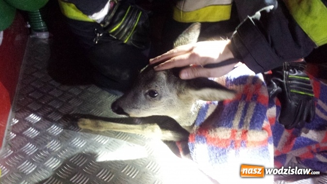 Zdjęcie w galerii na portalu naszwodzislaw.com: Sarna uratowana. Zwierzę utknęło na zamarzniętym stawie wiadomości z regionu