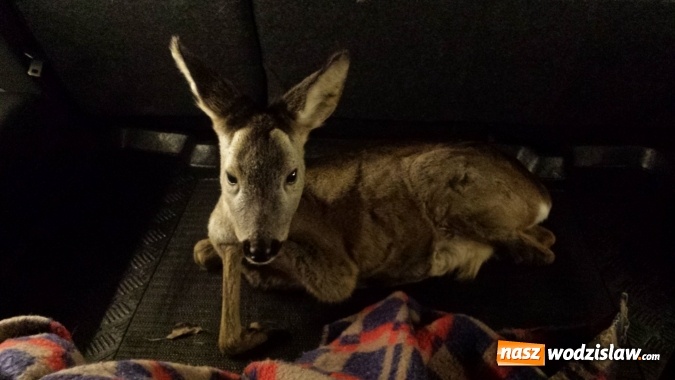 Zdjęcie w galerii na portalu naszwodzislaw.com: Sarna uratowana. Zwierzę utknęło na zamarzniętym stawie wiadomości z regionu