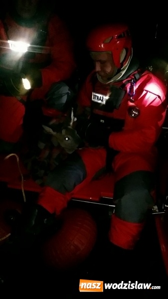 Zdjęcie w galerii na portalu naszwodzislaw.com: Sarna uratowana. Zwierzę utknęło na zamarzniętym stawie wiadomości z regionu