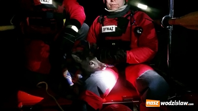 Zdjęcie w galerii na portalu naszwodzislaw.com: Sarna uratowana. Zwierzę utknęło na zamarzniętym stawie wiadomości z regionu