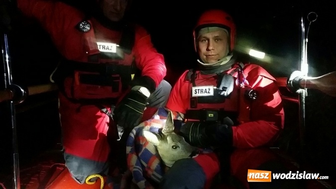 Zdjęcie w galerii na portalu naszwodzislaw.com: Sarna uratowana. Zwierzę utknęło na zamarzniętym stawie wiadomości z regionu