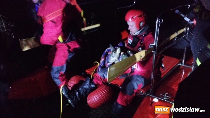 Zdjęcie w galerii na portalu naszwodzislaw.com: Sarna uratowana. Zwierzę utknęło na zamarzniętym stawie wiadomości z regionu