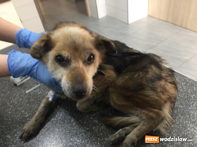 Zdjęcie w galerii na portalu naszwodzislaw.com: Dzięki interwencji jednego z mieszkańc&oacute;w bezpański pies otrzymał pomoc wiadomości z regionu