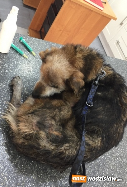 Zdjęcie w galerii na portalu naszwodzislaw.com: Dzięki interwencji jednego z mieszkańc&oacute;w bezpański pies otrzymał pomoc wiadomości z regionu