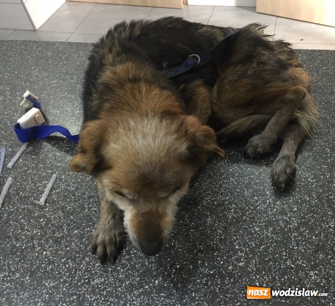 Zdjęcie w galerii na portalu naszwodzislaw.com: Dzięki interwencji jednego z mieszkańc&oacute;w bezpański pies otrzymał pomoc wiadomości z regionu