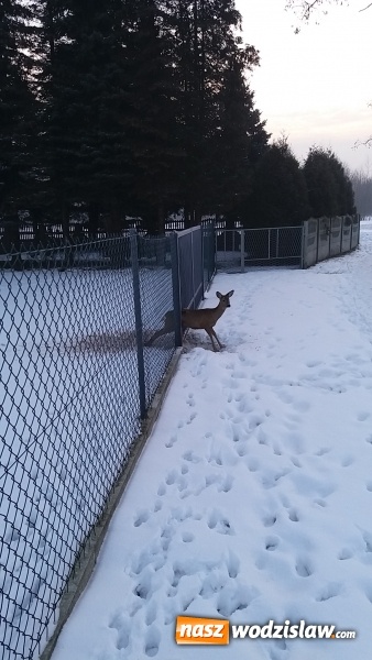 Zdjęcie w galerii na portalu naszwodzislaw.com: Na ratunek sarnie. Zwierzę zaklinowało się w bramie  wiadomości z regionu