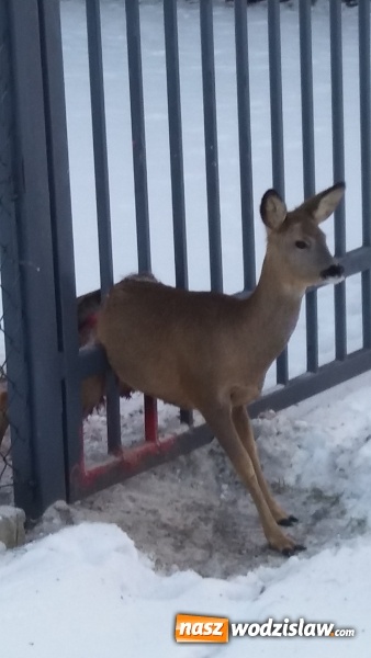 Zdjęcie w galerii na portalu naszwodzislaw.com: Na ratunek sarnie. Zwierzę zaklinowało się w bramie  wiadomości z regionu