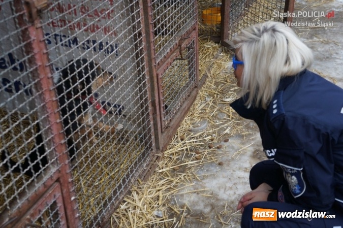 Zdjęcie w galerii na portalu naszwodzislaw.com: Wodzisławscy policjanci zebrali 160 kilogramów karmy wiadomości z regionu