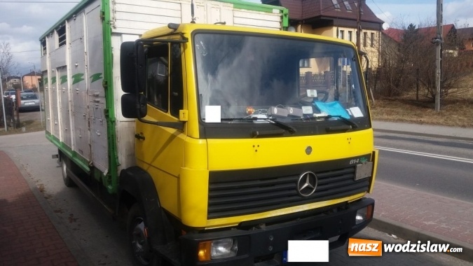 Zdjęcie w galerii na portalu naszwodzislaw.com: Rog&oacute;w: w ciężar&oacute;wce odkryto krowę z poderżniętym gardłem! Pojazd tonął we krwi. Uwaga, drastyczne zdjęcia! wiadomości z regionu