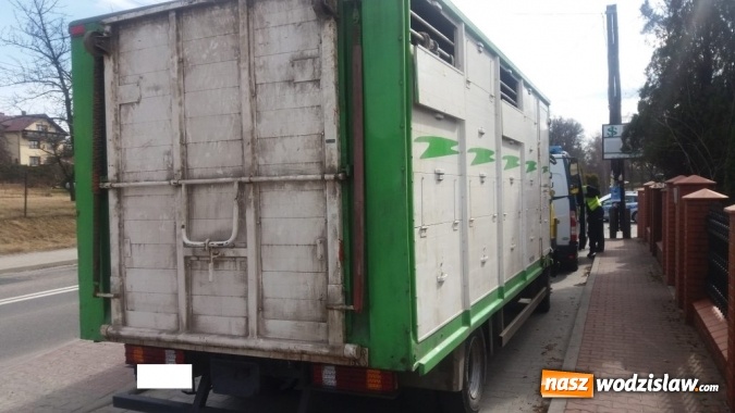 Zdjęcie w galerii na portalu naszwodzislaw.com: Rog&oacute;w: w ciężar&oacute;wce odkryto krowę z poderżniętym gardłem! Pojazd tonął we krwi. Uwaga, drastyczne zdjęcia! wiadomości z regionu