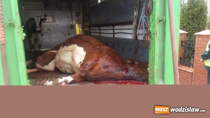 Zdjęcie w galerii na portalu naszwodzislaw.com: Rog&oacute;w: w ciężar&oacute;wce odkryto krowę z poderżniętym gardłem! Pojazd tonął we krwi. Uwaga, drastyczne zdjęcia! wiadomości z regionu