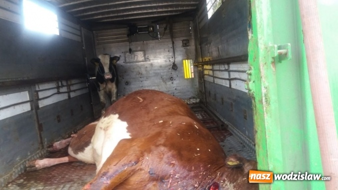 Zdjęcie w galerii na portalu naszwodzislaw.com: Rog&oacute;w: w ciężar&oacute;wce odkryto krowę z poderżniętym gardłem! Pojazd tonął we krwi. Uwaga, drastyczne zdjęcia! wiadomości z regionu