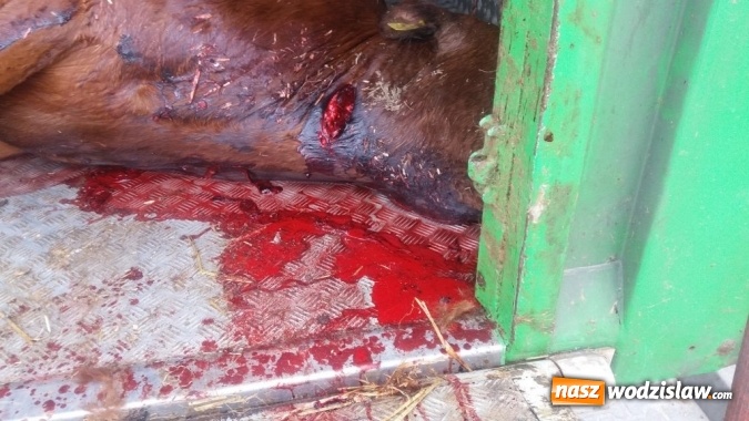 Zdjęcie w galerii na portalu naszwodzislaw.com: Rog&oacute;w: w ciężar&oacute;wce odkryto krowę z poderżniętym gardłem! Pojazd tonął we krwi. Uwaga, drastyczne zdjęcia! wiadomości z regionu