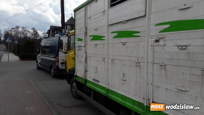 Zdjęcie w galerii na portalu naszwodzislaw.com: Rog&oacute;w: w ciężar&oacute;wce odkryto krowę z poderżniętym gardłem! Pojazd tonął we krwi. Uwaga, drastyczne zdjęcia! wiadomości z regionu