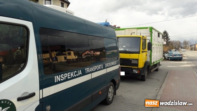 Zdjęcie w galerii na portalu naszwodzislaw.com: Rog&oacute;w: w ciężar&oacute;wce odkryto krowę z poderżniętym gardłem! Pojazd tonął we krwi. Uwaga, drastyczne zdjęcia! wiadomości z regionu