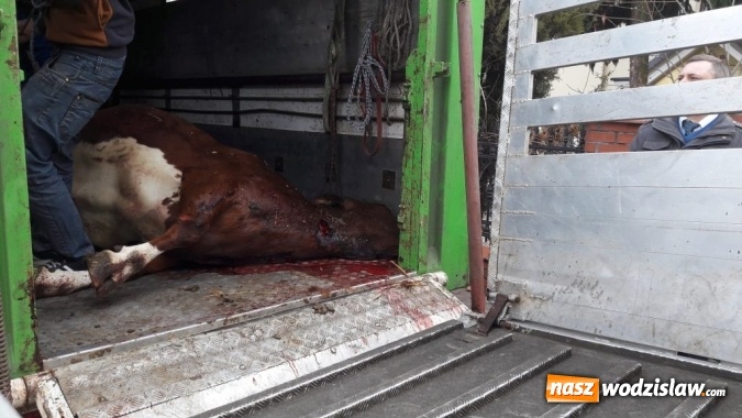 Zdjęcie w galerii na portalu naszwodzislaw.com: Rog&oacute;w: w ciężar&oacute;wce odkryto krowę z poderżniętym gardłem! Pojazd tonął we krwi. Uwaga, drastyczne zdjęcia! wiadomości z regionu
