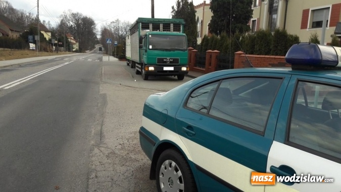 Zdjęcie w galerii na portalu naszwodzislaw.com: Rog&oacute;w: w ciężar&oacute;wce odkryto krowę z poderżniętym gardłem! Pojazd tonął we krwi. Uwaga, drastyczne zdjęcia! wiadomości z regionu