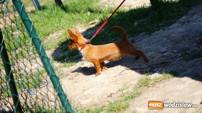 Zdjęcie w galerii na portalu naszwodzislaw.com: Sportowe emocje na torze dla modeli zdalnie sterowanych. Sezon rozpoczęty wiadomości z regionu