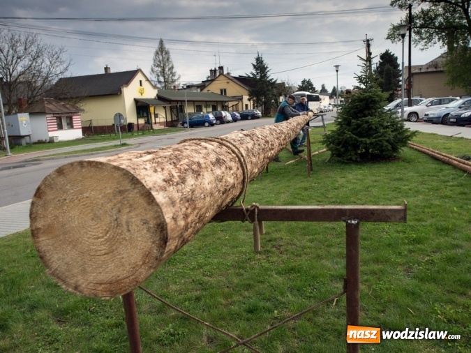 Zdjęcie w galerii na portalu naszwodzislaw.com: Ustawili 22-metrową palmę wielkanocną na festiwalu w partnerskiej gminie Frycovice wiadomości z regionu