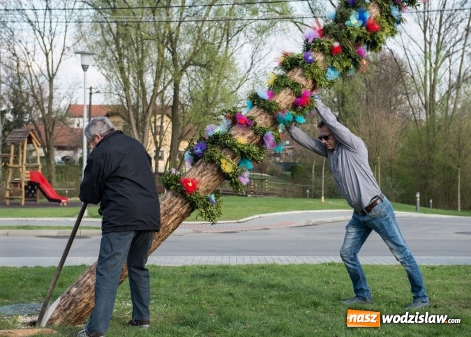 Zdjęcie w galerii na portalu naszwodzislaw.com: Ustawili 22-metrową palmę wielkanocną na festiwalu w partnerskiej gminie Frycovice wiadomości z regionu