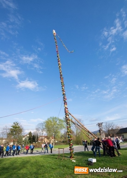 Zdjęcie w galerii na portalu naszwodzislaw.com: Ustawili 22-metrową palmę wielkanocną na festiwalu w partnerskiej gminie Frycovice wiadomości z regionu