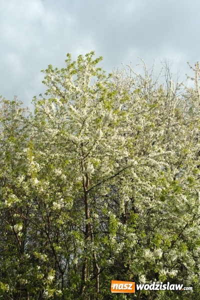 Zdjęcie w galerii na portalu naszwodzislaw.com: Niedziela Wielkanocna, czyli Zmartwychwstanie Pańskie wiadomości z regionu