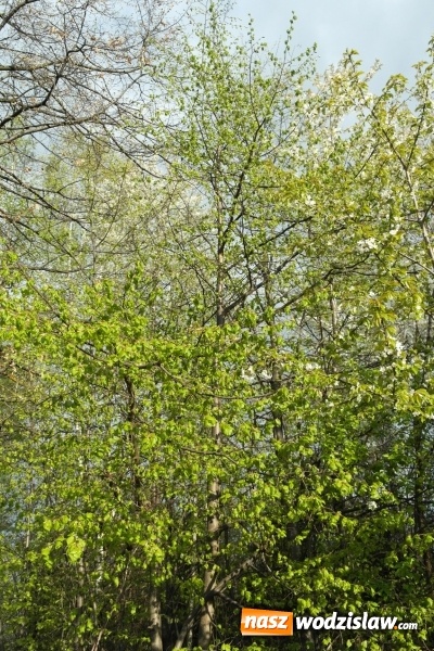 Zdjęcie w galerii na portalu naszwodzislaw.com: Niedziela Wielkanocna, czyli Zmartwychwstanie Pańskie wiadomości z regionu