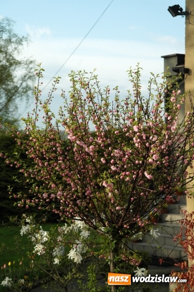 Zdjęcie w galerii na portalu naszwodzislaw.com: Niedziela Wielkanocna, czyli Zmartwychwstanie Pańskie wiadomości z regionu