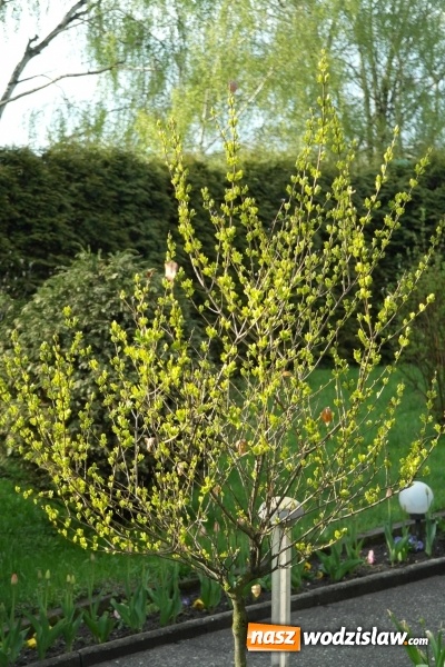 Zdjęcie w galerii na portalu naszwodzislaw.com: Niedziela Wielkanocna, czyli Zmartwychwstanie Pańskie wiadomości z regionu