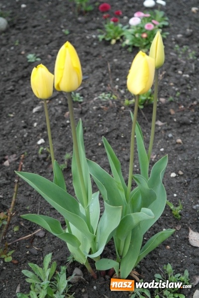 Zdjęcie w galerii na portalu naszwodzislaw.com: Niedziela Wielkanocna, czyli Zmartwychwstanie Pańskie wiadomości z regionu