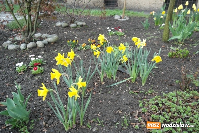 Zdjęcie w galerii na portalu naszwodzislaw.com: Niedziela Wielkanocna, czyli Zmartwychwstanie Pańskie wiadomości z regionu