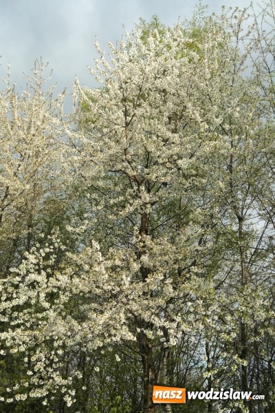 Zdjęcie w galerii na portalu naszwodzislaw.com: Niedziela Wielkanocna, czyli Zmartwychwstanie Pańskie wiadomości z regionu