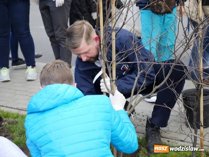 Zdjęcie w galerii na portalu naszwodzislaw.com: 760 drzew na 760-lecie Wodzisławia Śląskiego. Nowe nasadzenia na terenie miasta wiadomości z regionu