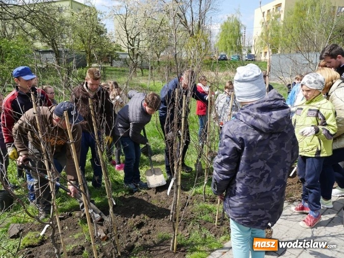Zdjęcie w galerii na portalu naszwodzislaw.com: 760 drzew na 760-lecie Wodzisławia Śląskiego. Nowe nasadzenia na terenie miasta wiadomości z regionu