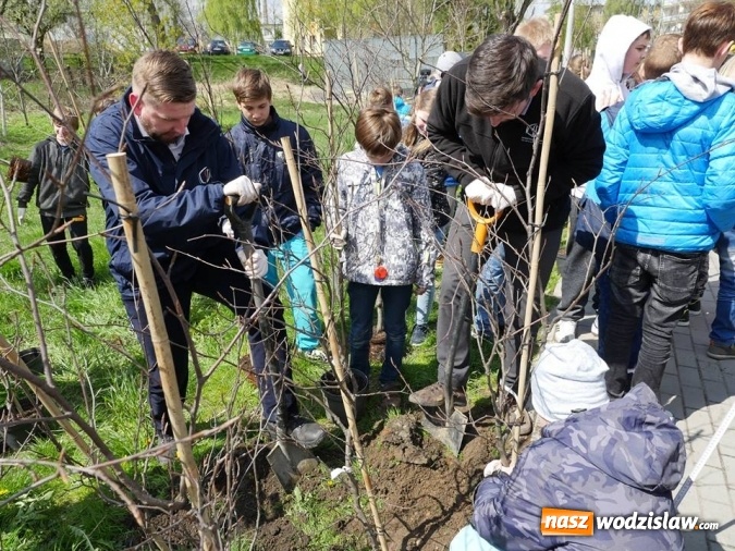 Zdjęcie w galerii na portalu naszwodzislaw.com: 760 drzew na 760-lecie Wodzisławia Śląskiego. Nowe nasadzenia na terenie miasta wiadomości z regionu