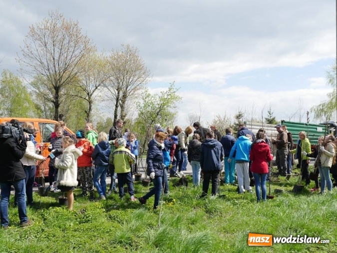 Zdjęcie w galerii na portalu naszwodzislaw.com: 760 drzew na 760-lecie Wodzisławia Śląskiego. Nowe nasadzenia na terenie miasta wiadomości z regionu