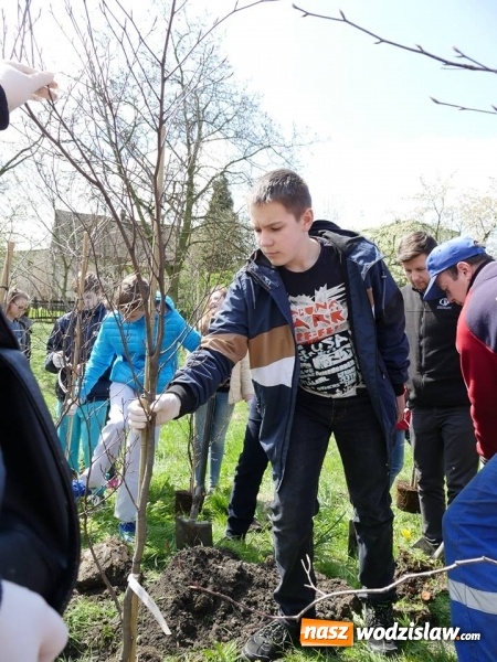 Zdjęcie w galerii na portalu naszwodzislaw.com: 760 drzew na 760-lecie Wodzisławia Śląskiego. Nowe nasadzenia na terenie miasta wiadomości z regionu