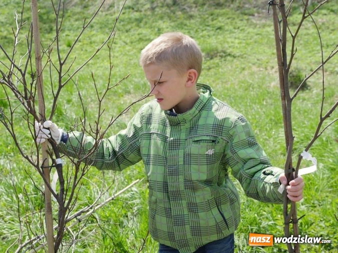 Zdjęcie w galerii na portalu naszwodzislaw.com: 760 drzew na 760-lecie Wodzisławia Śląskiego. Nowe nasadzenia na terenie miasta wiadomości z regionu