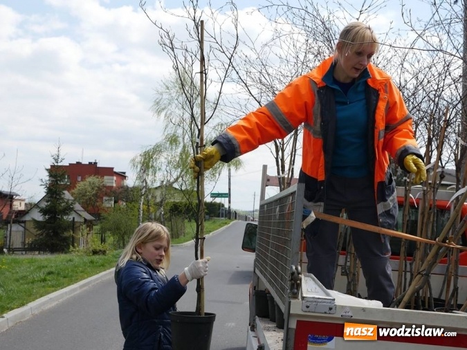 Zdjęcie w galerii na portalu naszwodzislaw.com: 760 drzew na 760-lecie Wodzisławia Śląskiego. Nowe nasadzenia na terenie miasta wiadomości z regionu