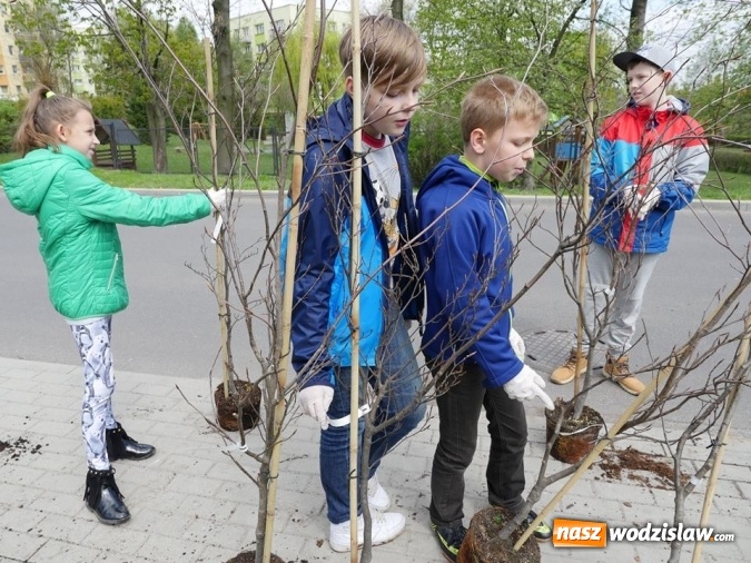 Zdjęcie w galerii na portalu naszwodzislaw.com: 760 drzew na 760-lecie Wodzisławia Śląskiego. Nowe nasadzenia na terenie miasta wiadomości z regionu