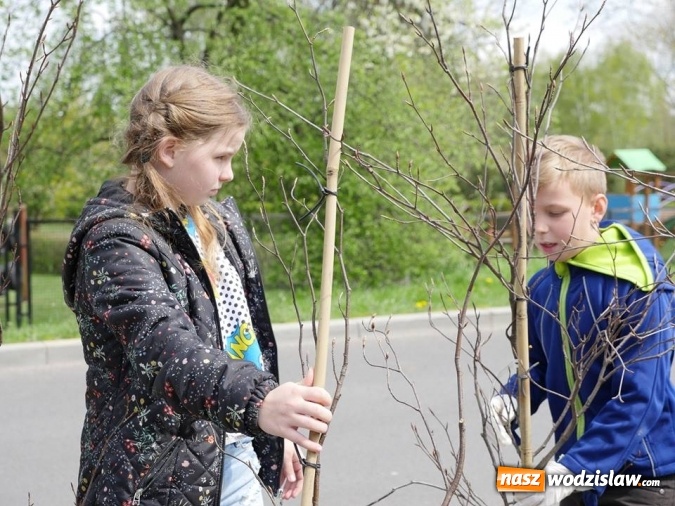 Zdjęcie w galerii na portalu naszwodzislaw.com: 760 drzew na 760-lecie Wodzisławia Śląskiego. Nowe nasadzenia na terenie miasta wiadomości z regionu