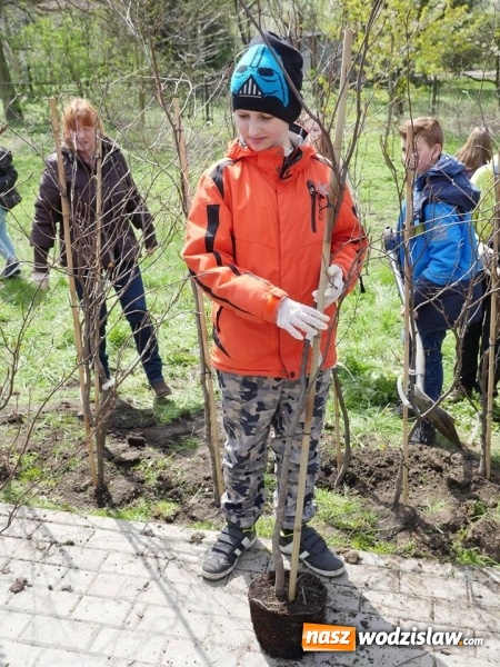 Zdjęcie w galerii na portalu naszwodzislaw.com: 760 drzew na 760-lecie Wodzisławia Śląskiego. Nowe nasadzenia na terenie miasta wiadomości z regionu