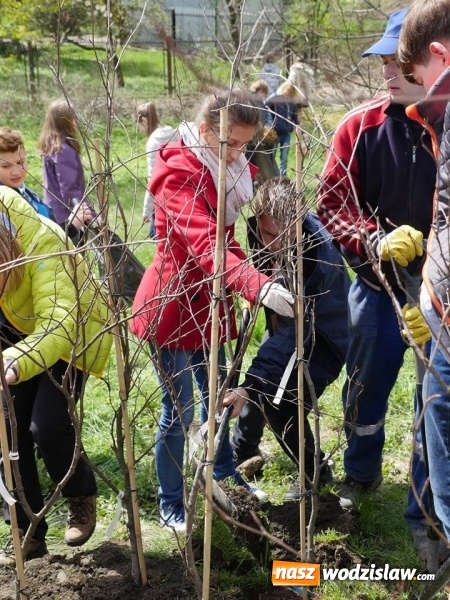 Zdjęcie w galerii na portalu naszwodzislaw.com: 760 drzew na 760-lecie Wodzisławia Śląskiego. Nowe nasadzenia na terenie miasta wiadomości z regionu