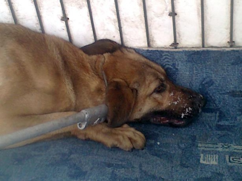 Zdjęcie w galerii na portalu naszwodzislaw.com: Pies czeka na człowieka  wiadomości z regionu