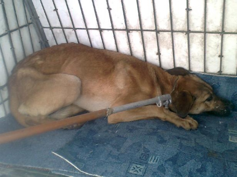 Zdjęcie w galerii na portalu naszwodzislaw.com: Pies czeka na człowieka  wiadomości z regionu