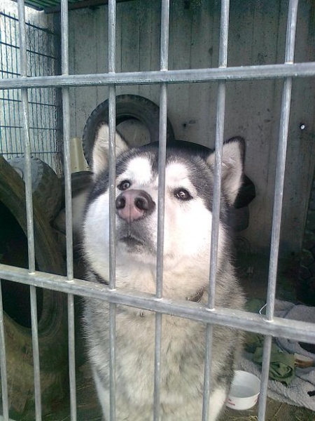 Zdjęcie w galerii na portalu naszwodzislaw.com: Pies czeka na człowieka  wiadomości z regionu