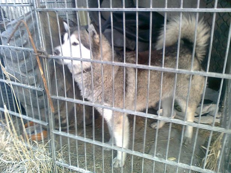 Zdjęcie w galerii na portalu naszwodzislaw.com: Pies czeka na człowieka  wiadomości z regionu