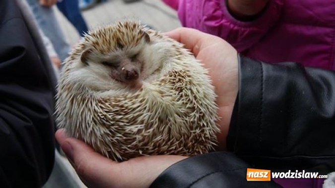 Zdjęcie w galerii na portalu naszwodzislaw.com: Pokaz zwierząt w Rodzinnym Parku Rozrywki wiadomości z regionu